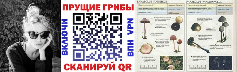Галлюциногенные грибы Psilocybine cubensis где найти Ясногорск